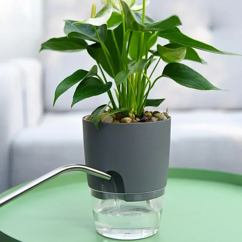 Transparent Double Layer Plast - Aloe Vera Pot review and price