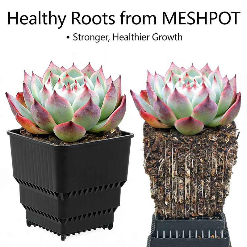 MESHPOT 6-Pack Square Pots for - Echeveria Succulent review and price