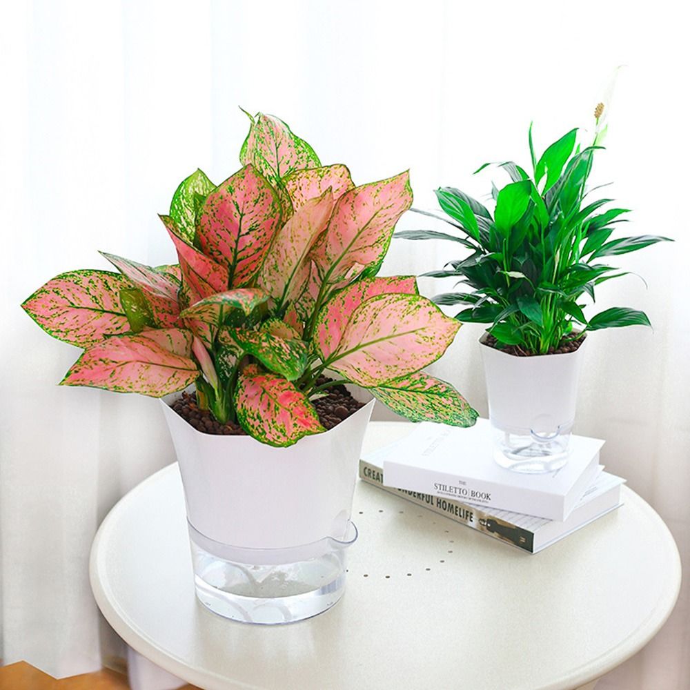 Transparent Double Layer Plast - Aloe Vera Pot review and price