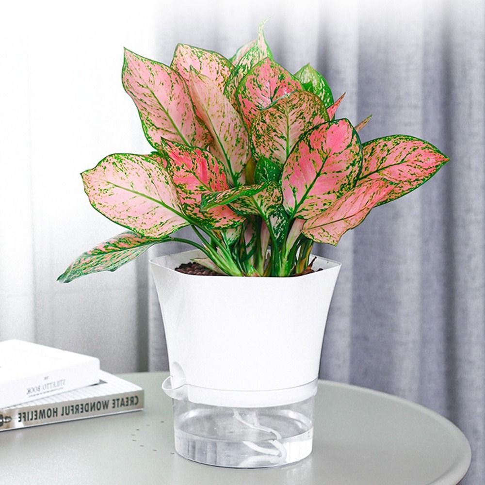 Transparent Double Layer Plast - Aloe Vera Pot review and price