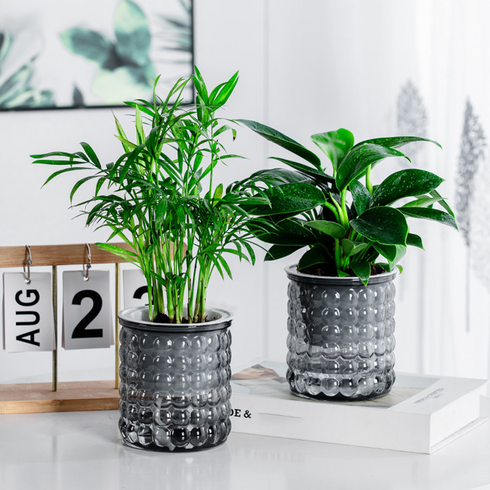 New Self Watering Hydroponic P - Aloe Vera Pot review and price