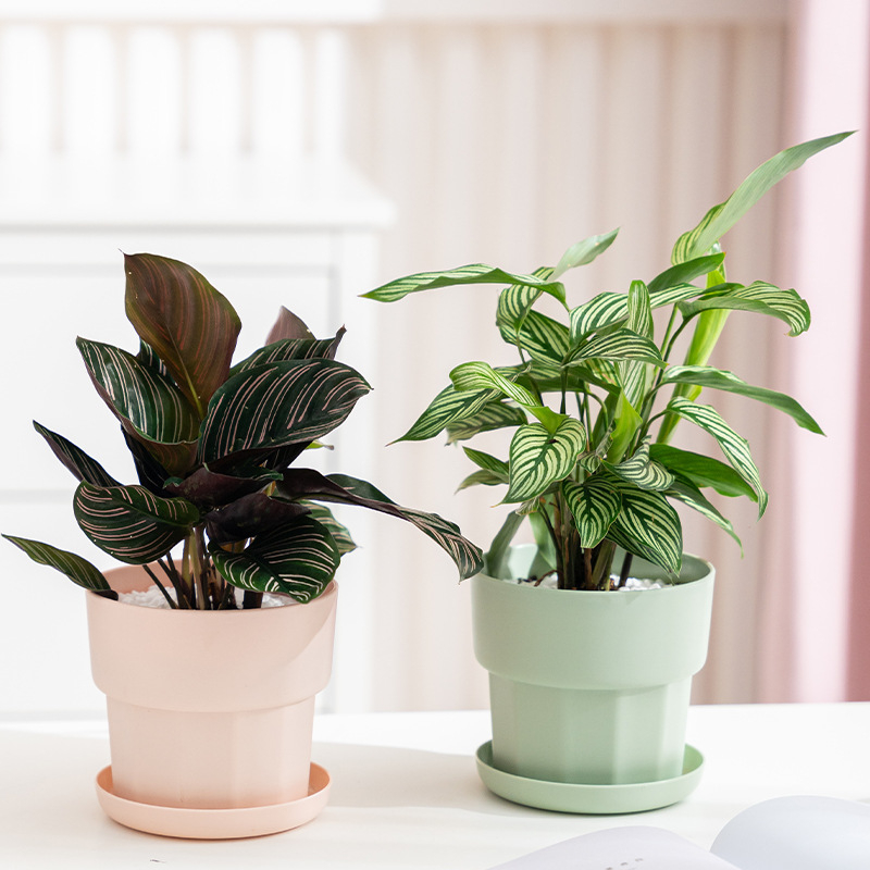 Nordic Minimalist Style Green  - Aloe Vera Pot review and price