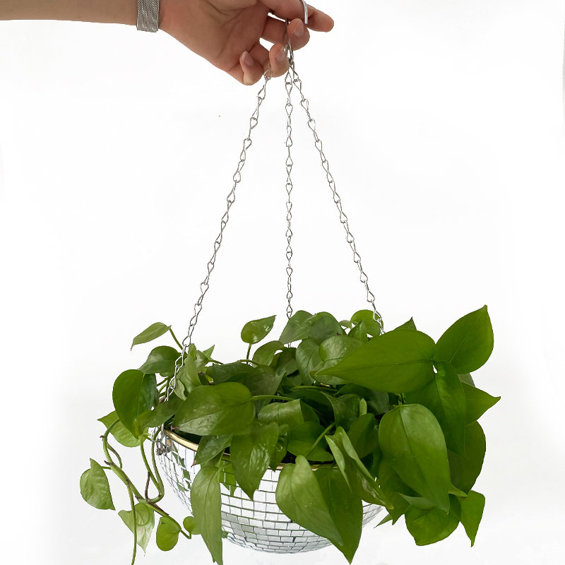 Disco Mirror Ball Hanging Flow - Echeveria Succulent review and price