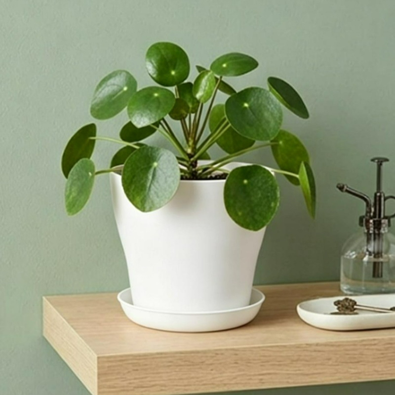 Plant Pot Set with Drainage Ho - Aloe Vera Pot review and price
