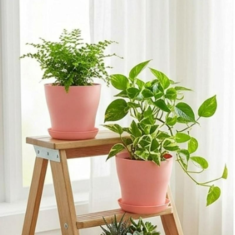 Plant Pot Set with Drainage Ho - Aloe Vera Pot review and price